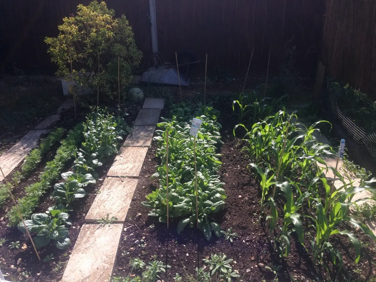 Unique Terrarium Fern Varieties (Locations for Purchase)