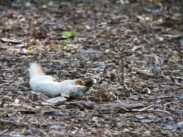 Revealing the Enigma of the Forbidden City: The Albinistic Squirrels and Their Esoteric...