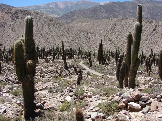 Ascent from Desert to Skyline: Cactus to Clouds Trek