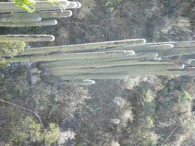 Discover Organ Pipe Cactus National Park, a unique natural wonderland showcasing the distinctive...