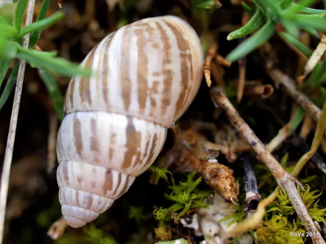 Enhancing Hair Growth: Explore a Novel Method Rooted in SeaweedExtracts