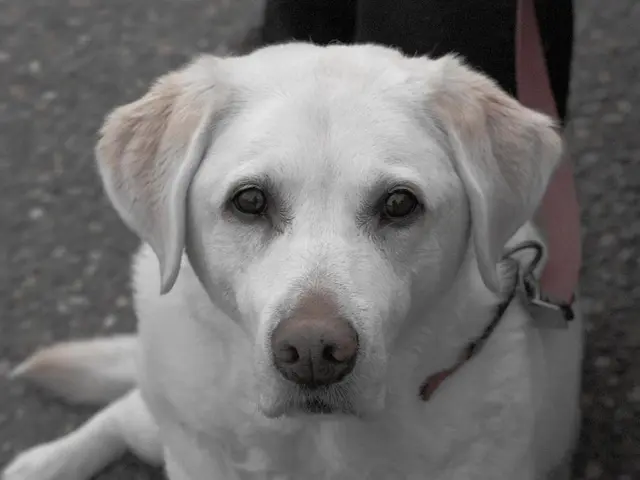 Passenger Walks with Dog on Train as Wife Exits on Freeway at Night