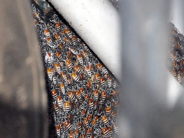 Beekeepers resuming their operations in eastern Turkey's mountainous regions for honey production