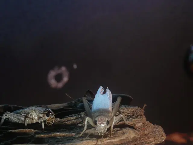 Woodchuck Dislikes: Garden Deterrent Solutions