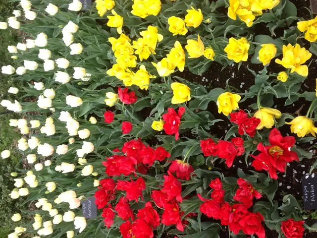 Variety of Orchid Species Identified: 9 Distinct Categories