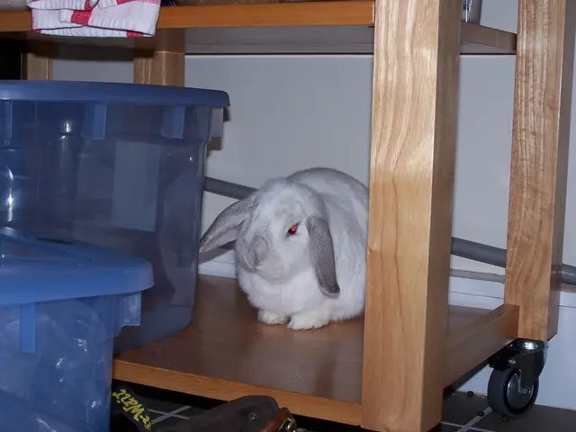 Young novels for Lunar New Year 2023 celebrating the Year of the Rabbit