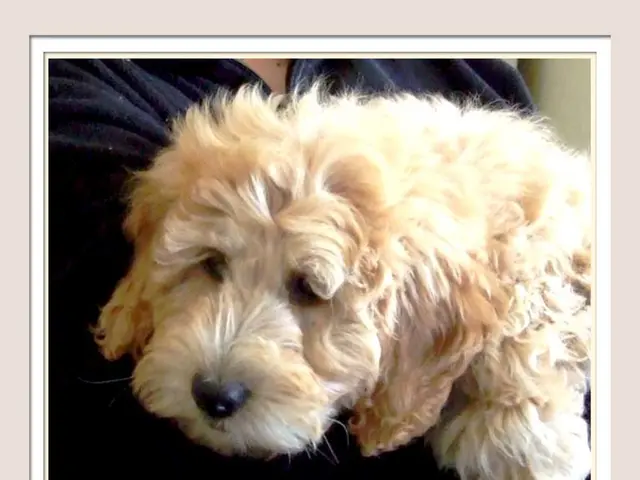 Most challenging canines to discipline (despite adhering strictly to training methods)