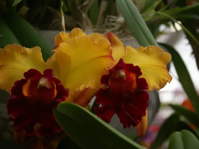 December Garden Blooms Selected by Lead Gardeners: Top Picks for Flowering Plants and Greenery