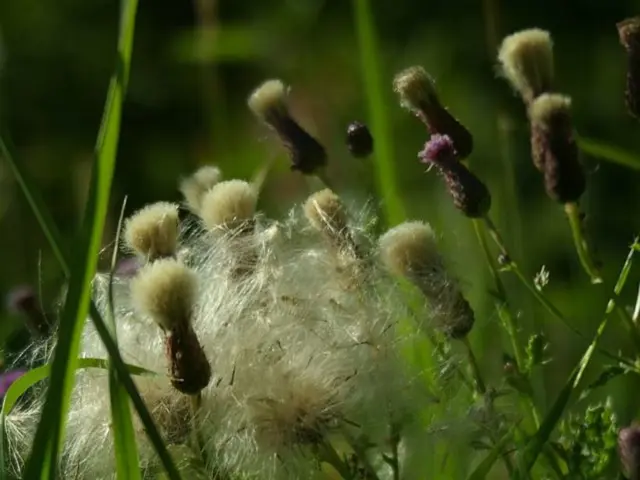 Timing the Application of Fertilizers for Maximum Food Plot Growth