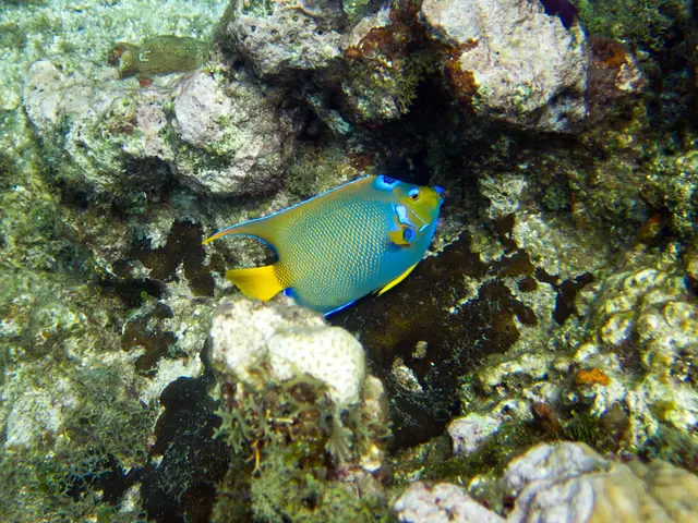 Exploring Scuba Diving's Finest Spots in Myanmar