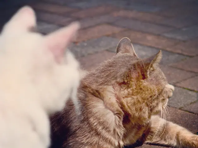 Exploring the Distinctions: Comparing Domestic Cats of Wild Lineage - Savannah versus Bengal Cats