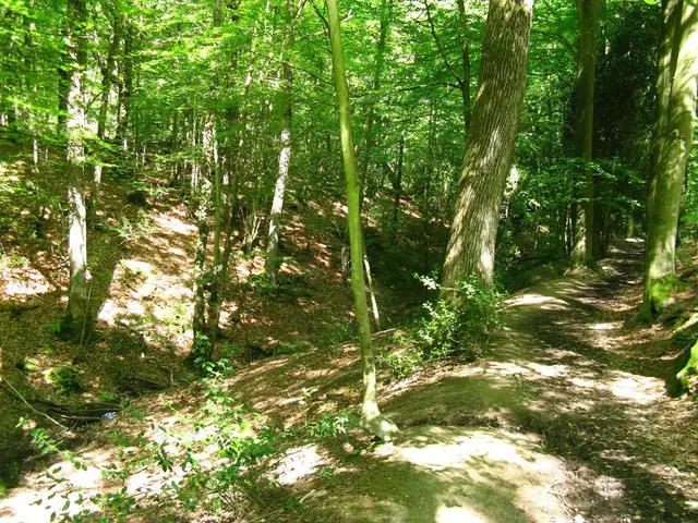 Living in the Black Forest with Indian origins: