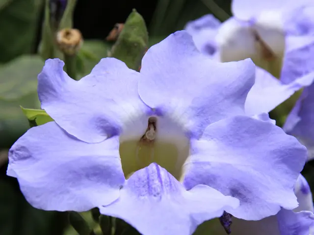 Fall Equinox National Holidays in Japan