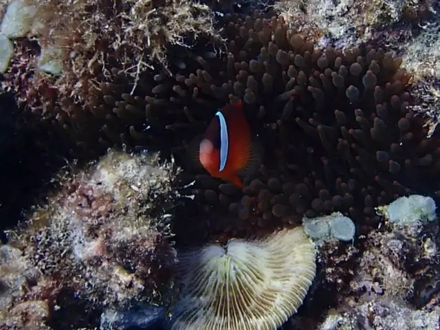 Snapping Pygmy Seahorses on Camera
