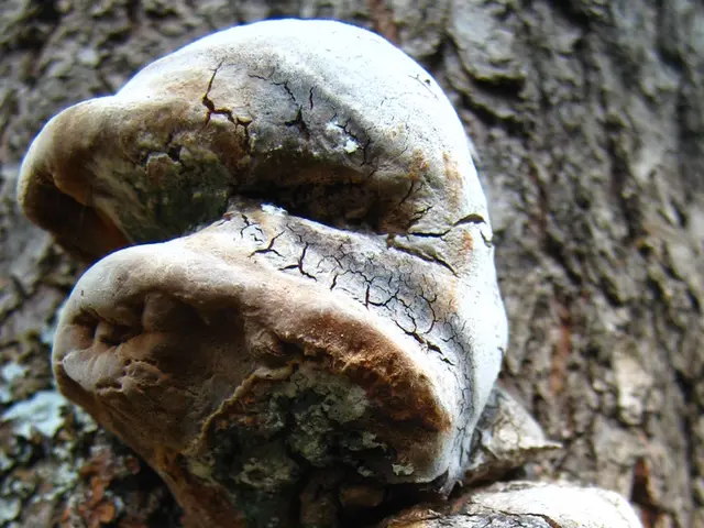 Trees harbor a staggering microbial population of up to one trillion organisms, new research from...