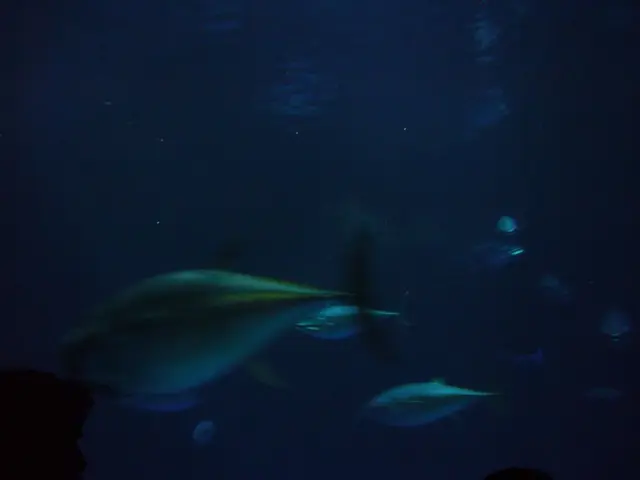 Man consumes fish of similar size to his own in Lake Constance.