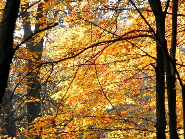 miniature tree arrangements, including Bonsai, offering delicate aesthetic appeal in group displays