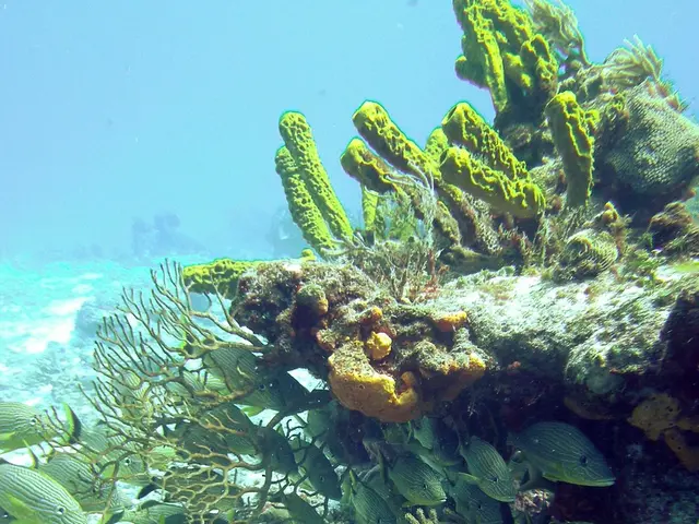 Underwater Photography Using the Sea & Sea YS-D3 Strobe in the Sea of Cortez