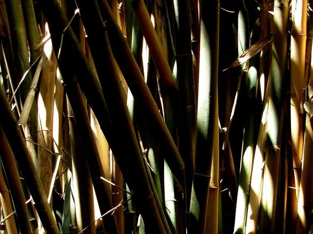 Fostering Harmony Amongst Individuals with Disabilities in Vietnam