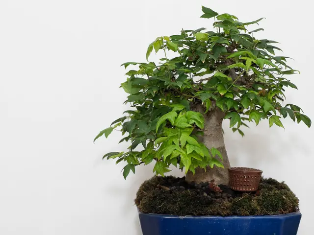 Improving Bonsai Arrangement: Exploring Pots, Accessories, and Tools