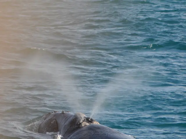 Cruising on a boat designed for whale spotting: an ocean full of mysteries to uncover