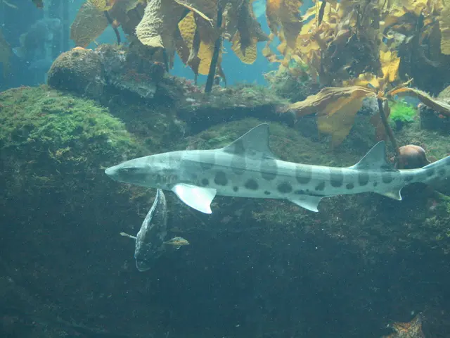 Report from Alor, Indonesia