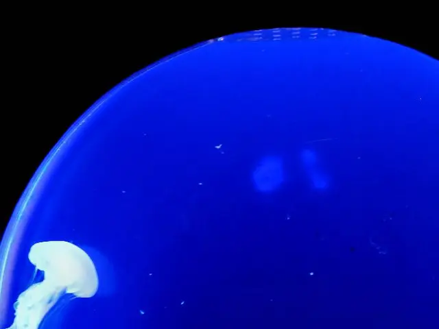 2019 Macro Art Ocean Competition Novice Category Second Position Holder: Michael Loh