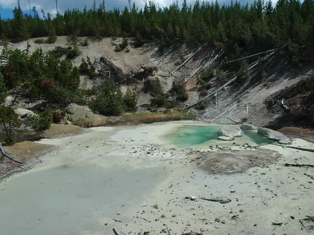 Exploring the Science Behind Bonsai Growth and Cultivation for Children
