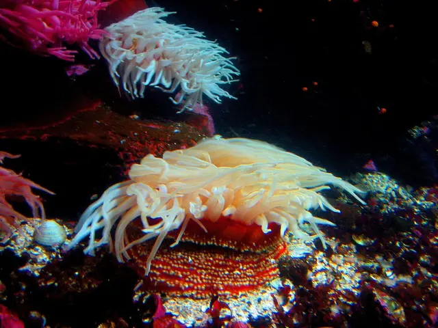 Affordable Reef Tank Setup: Discover the Top 10 ExemplaryBeginner Corals for Your Aquarium