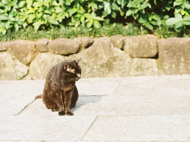 Guide for Readiness of Petunia Soil: Simple Steps to Follow