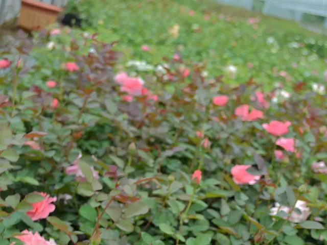 Annual celebration at Späth's preschools during festive season