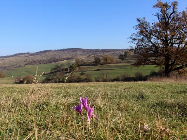 Garden concepts promoting serenity and peace, ideal for retreating from daily stress