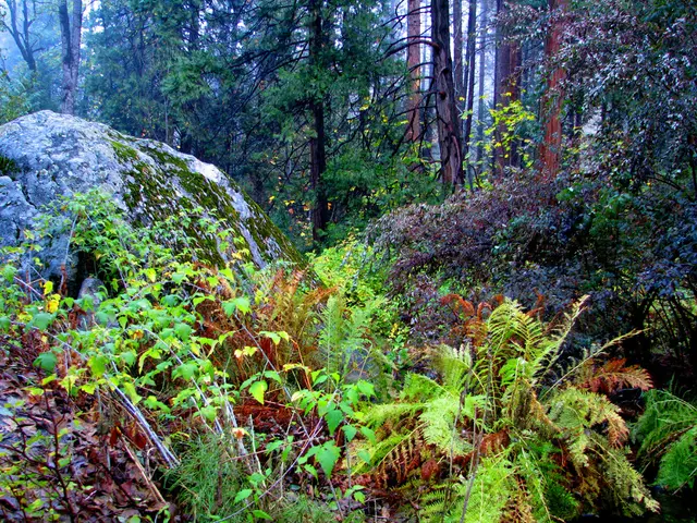 It is a beautiful scenery,there are many plants and trees and in between the trees there is a huge...