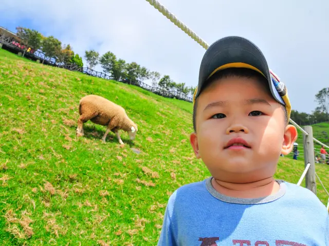 In the left side a sheep is grazing. In the right side a little boy is looking at his side, he wore...