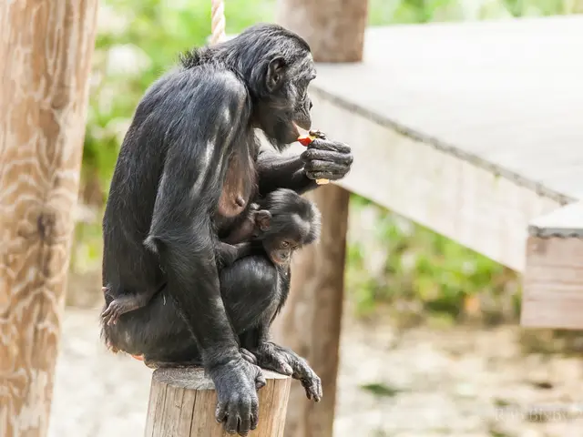 In this image we can see two chimpanzees on a wooden pole. We can also see the bark of the trees...